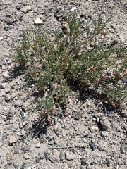 Astragalus johannis-howellii