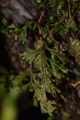 Hymenophyllaceae