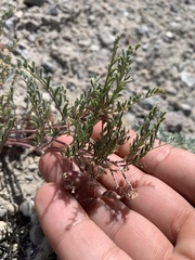 Astragalus johannis-howellii