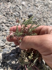 Astragalus johannis-howellii