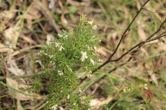 Leucopogon affinis