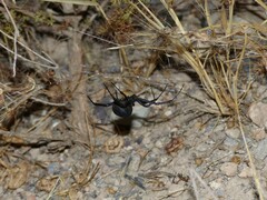 Latrodectus tredecimguttatus