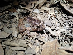 Limnonectes microdiscus