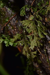 Hymenophyllaceae
