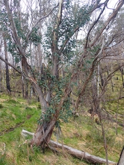 Eucalyptus rubida