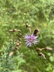 Centaurea stoebe
