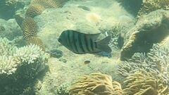 Abudefduf bengalensis