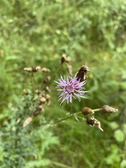 Centaurea stoebe