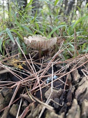 Amanita pachycolea