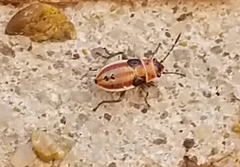 Lygaeus kalmii