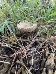 Amanita pachycolea