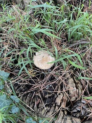Amanita pachycolea