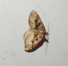 Xanthorhoe semifissata