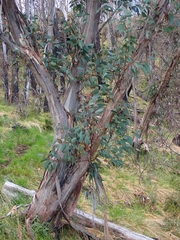 Eucalyptus rubida