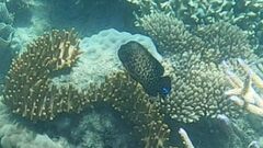 Cephalopholis cyanostigma