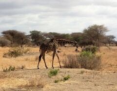 Giraffa camelopardalis tippelskirchi