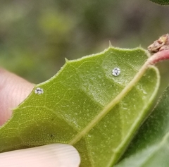 Aleuroplatus coronata