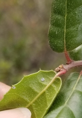 Aleuroplatus coronata