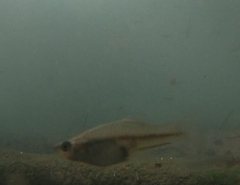 Xiphophorus hellerii