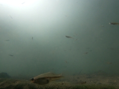 Xiphophorus hellerii