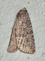 Condicinae