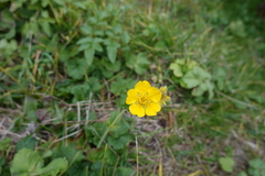 Geum pyrenaicum