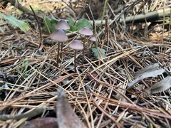 Mycena purpureofusca