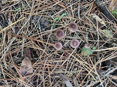 Mycena purpureofusca
