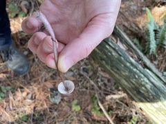 Mycena purpureofusca