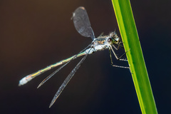 Lestes disjunctus