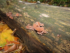 Auricularia