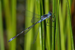 Lestes disjunctus