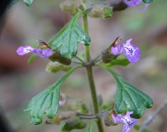 Teucrium botrys