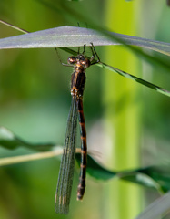 Lestes disjunctus