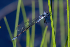 Lestes disjunctus