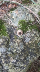 Muscardinus avellanarius