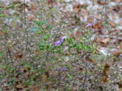 Teucrium botrys