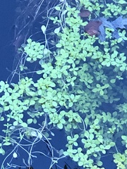 Callitriche stagnalis
