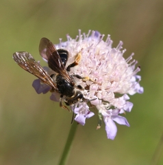 Andrena hattorfiana