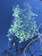 Callitriche stagnalis