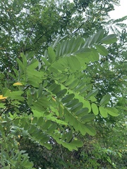 Robinia pseudoacacia