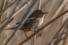 Locustella luscinioides