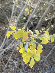Forestiera pubescens