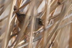 Locustella luscinioides