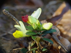 Polygaloides chamaebuxus