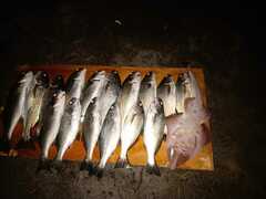 Pseudobatos planiceps