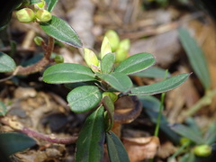 Polygaloides chamaebuxus