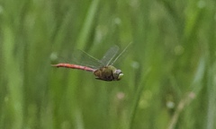 Anax longipes