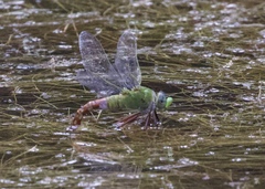 Anax longipes