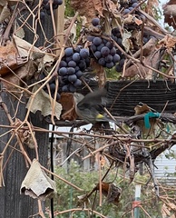 Setophaga coronata
